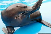 Waves After Dark: NYC Aquarium’s Exclusive Sea Life Event