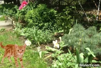 Your Guide to a Cat-Free Lawn