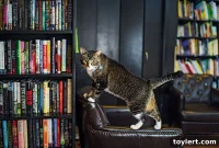 A Place on the Shelf: Celebrating the World’s Shop Cats