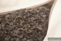 Buckwheat Pillows: The Cool, Comfortable, and Clean Secret to a Great Night’s Sleep