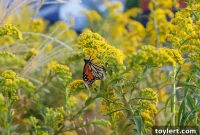 One Last Stroll: Experience This Season’s Blooms at Brooklyn Botanic Garden