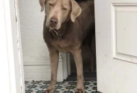 Brownstone Boys Building Better Security