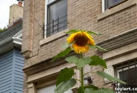 NYC Cracks Down on Brooklyn COVID Surge