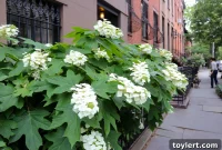 New York Reopens: Cuomo Lifts Most COVID Curbs As 70% Vax Goal Met