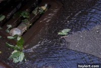 Hurricane Ida’s Brooklyn Toll Tops Brownstoner’s Weekly Five