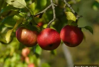 Harvest Your Weekend: Top Apple Picking Orchards for Brooklyn Families