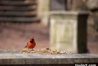 Pink Perfection Brooklyn Botanic Garden Cherry Blossoms
