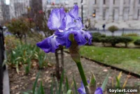 Brooklyn’s First Legal Pot Shop Opens As Crackdown Begins