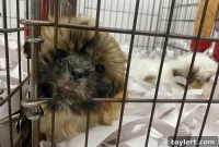 Activist Win Could Seal Fate of Brooklyn Pet Stores