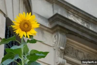 Dumbo’s Olympia Takes Center Stage in New Spike Lee Film