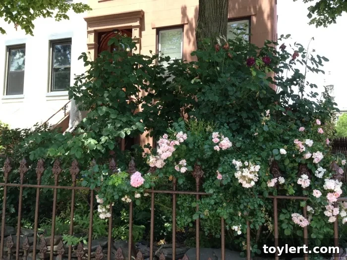 The Friday Fix 2 roses-hoyt-street-071814