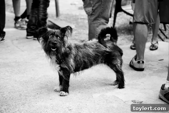 Happy dog enjoying newly renovated Bushwick backyard