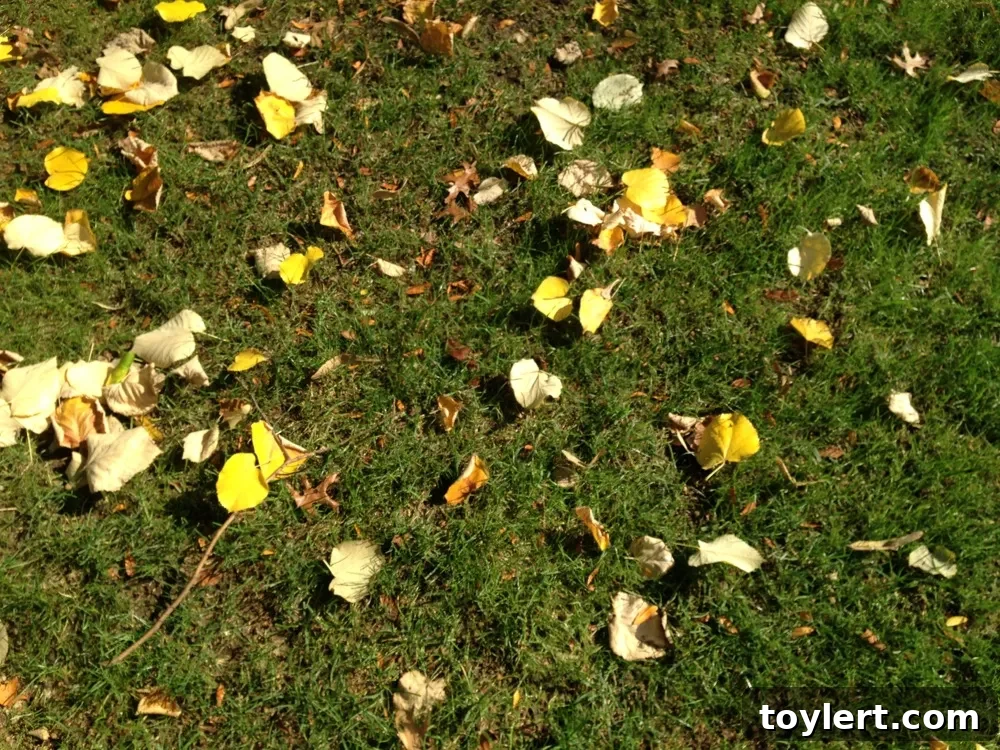 Thursday's Curated Finds 2 Vibrant autumn leaves line a picturesque Argyle Road in Brooklyn, reflecting the borough's seasonal charm and dynamic community spirit.