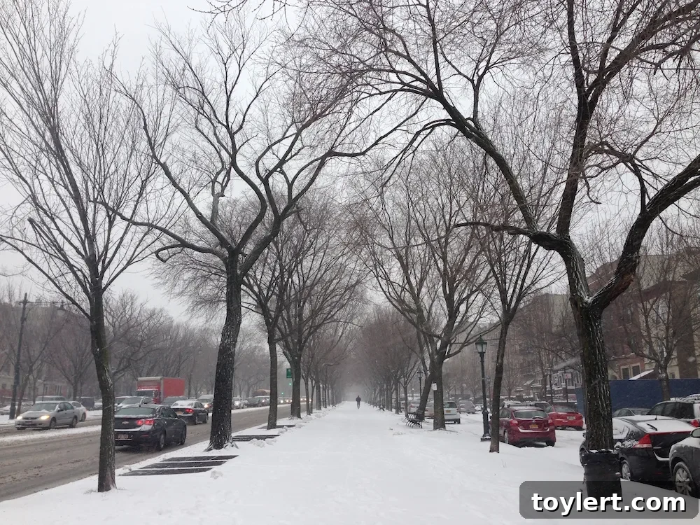 Monday's Wrap Up 2 snowy eastern parkway crown heights 1262015