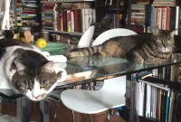 Brooklyn’s Best Buds Prospect Heights Pups and Boerum Hill Pondfish