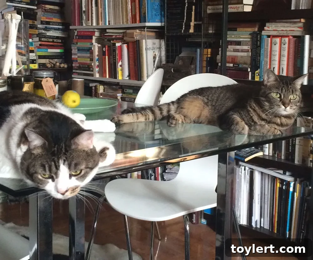 Brooklyn's Best Buds Prospect Heights Pups and Boerum Hill Pondfish 2 Two cats, one black and white named Zoe, and one grey cat named Spoons, sitting comfortably indoors.