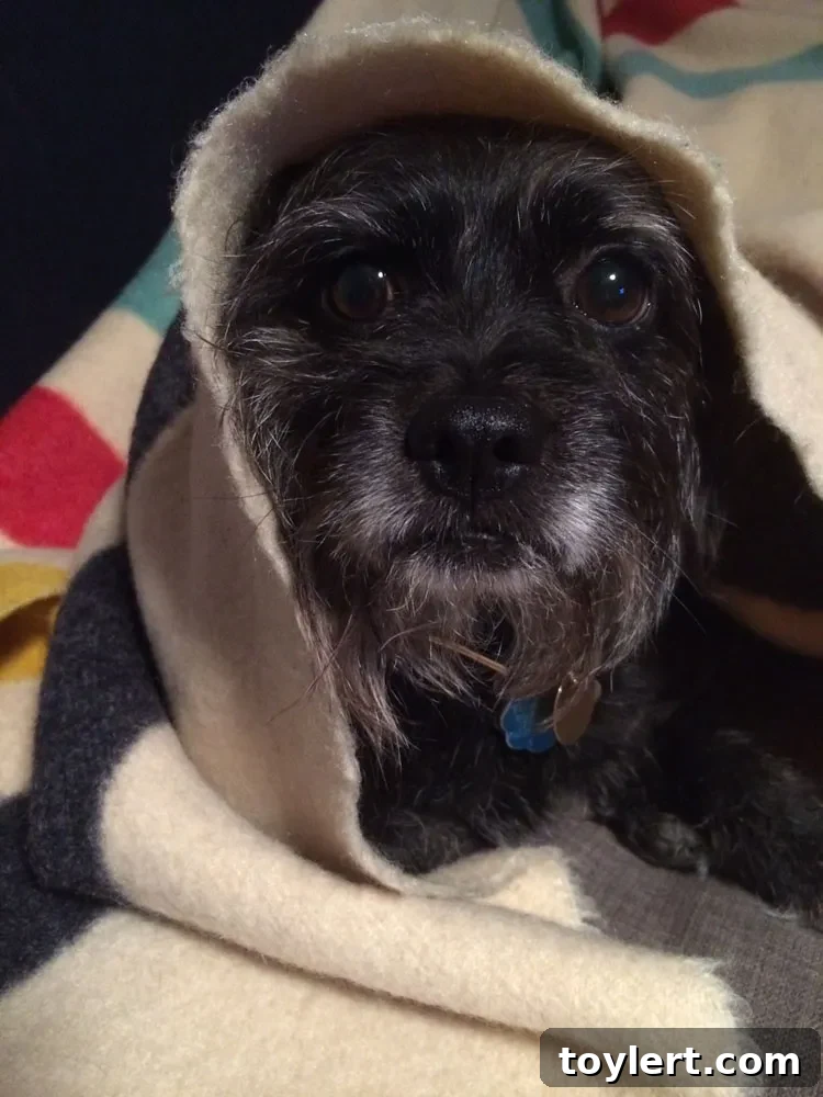 Brooklyn's Best Buds Prospect Heights Pups and Boerum Hill Pondfish 3 Max, a black dog who is a pug and poodle mix, sitting calmly.