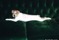 Posh Pups and Political Pussycats Velvet Naps and Rand’s Campaign