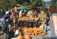 McCarren Park Pumpkin Picking This Saturday