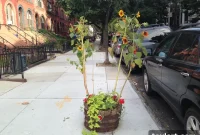 Hunt for Missing Woman Continues After Borough Park Gas Blast