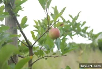 Brownsville Farm’s Inaugural Harvest Festival Takes Root This Saturday
