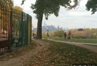 Red Hook Fatality Spurs Urgent Call for Tree Safety Experts