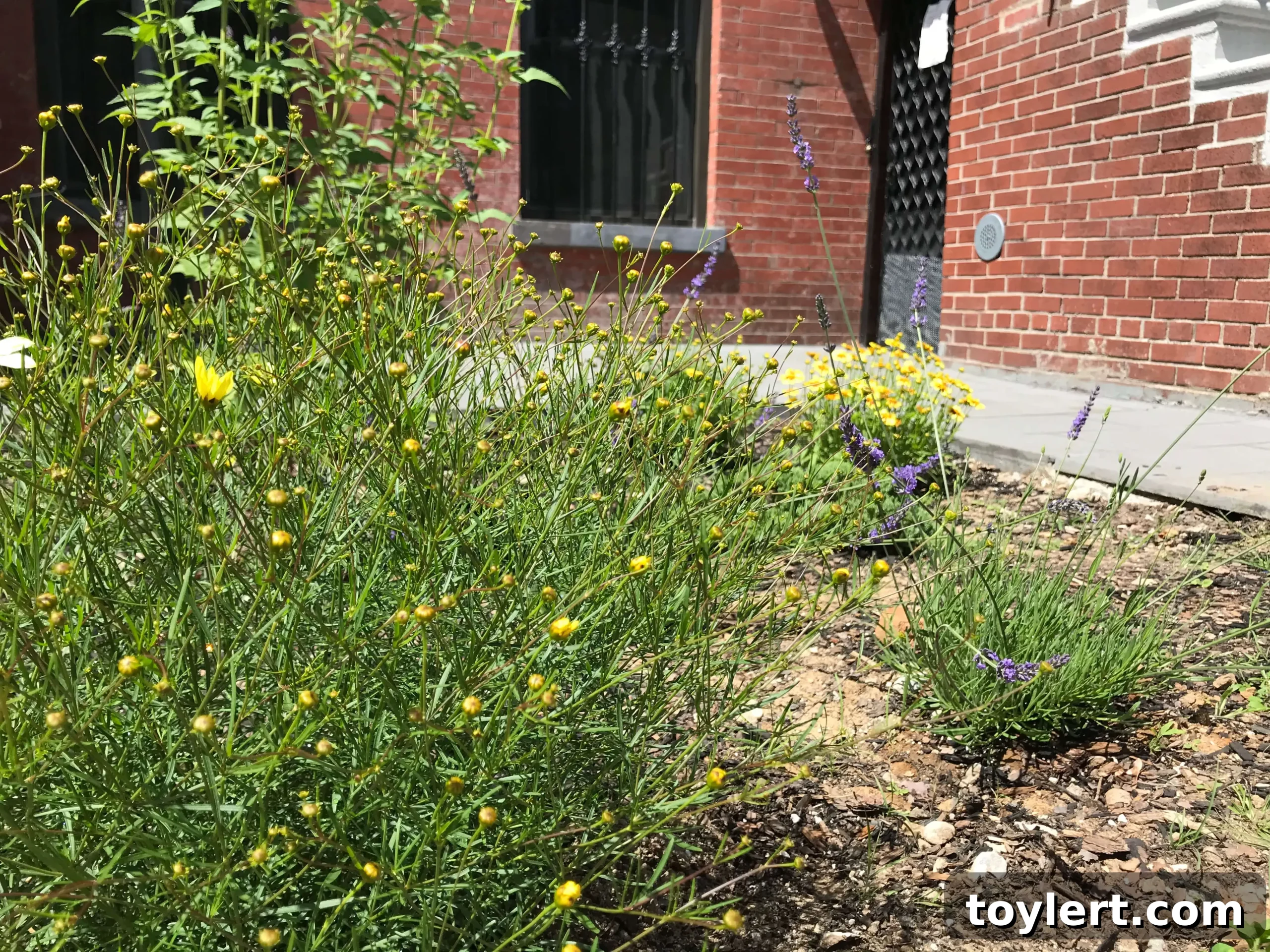 A lush, green urban garden with potted plants and vibrant foliage, showcasing Brooklyn's dedication to green spaces.