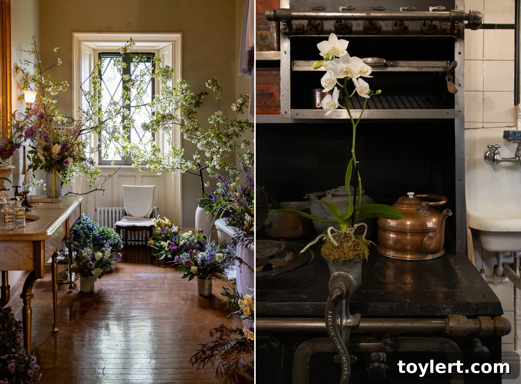 Lyndhurst Annual Blossom Festival 3 flowers in a bathroom and an orchid in the kitchen
