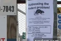 Rat Swarm Near Atlantic Yards