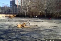 Carroll Gardens Dog Run Set for Major Revamp