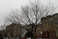Crown Heights Downzoning: City Greenlights Official Study