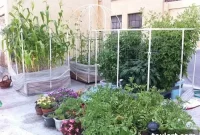Urban Harvest Bed Stuy Rooftop Revolution
